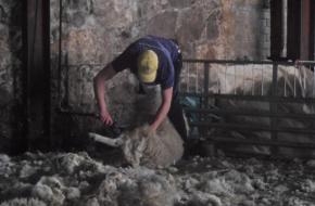 Shearing sheep