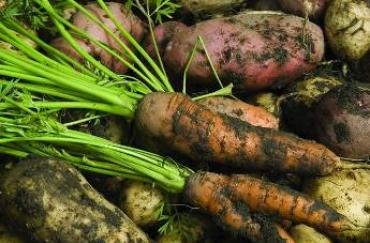 carrots