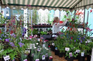 CC Plants
