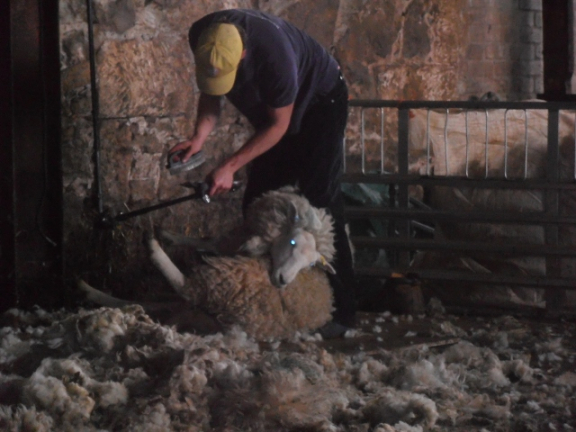Open Farm Day