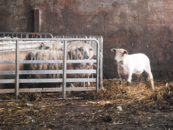 0pen Farm Day