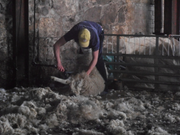 Shearing sheep