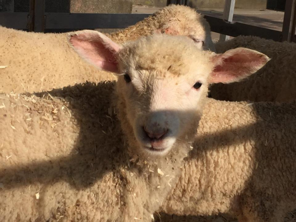 lambs